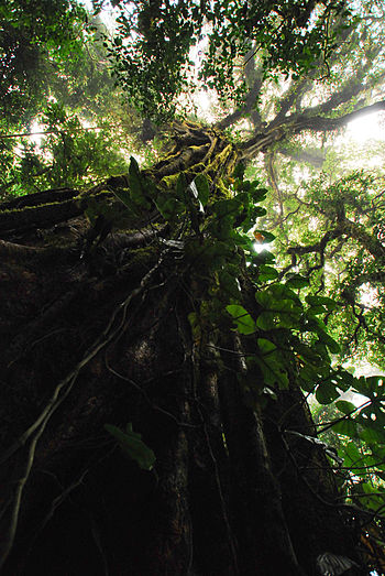 Mugumo tree. (Photo credit: Wikipedia)